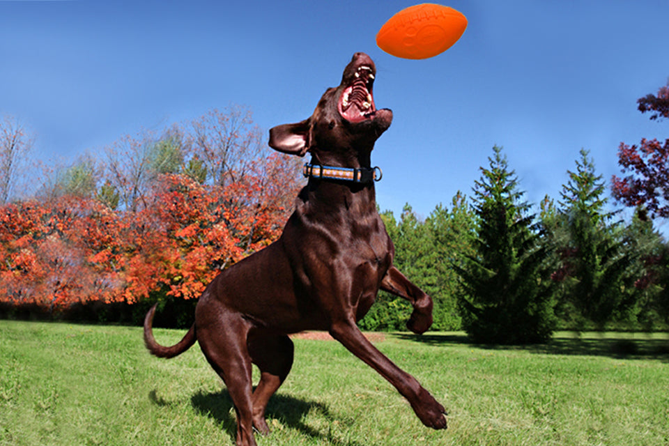 Celebrating National Fetch Day With Our Fetch Favorites - Jolly Pets