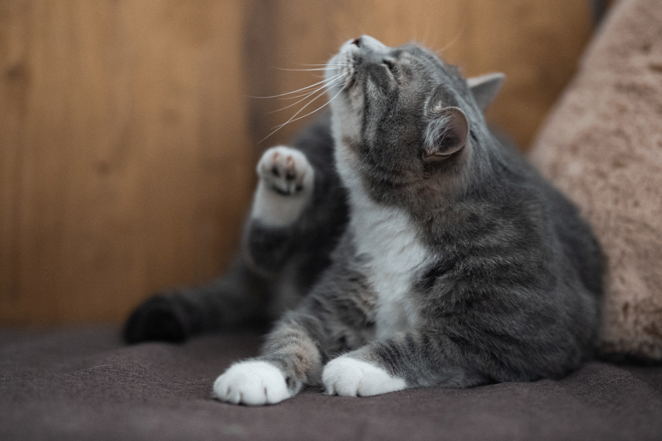 Cat scratching