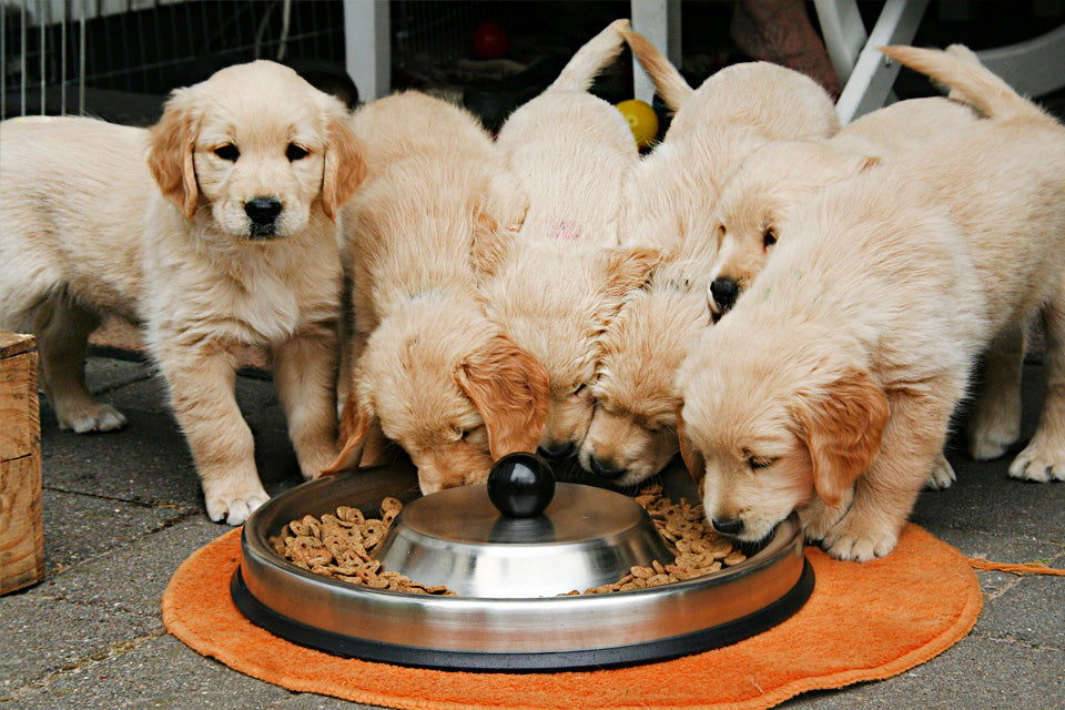 How To Find the Best Dog Food