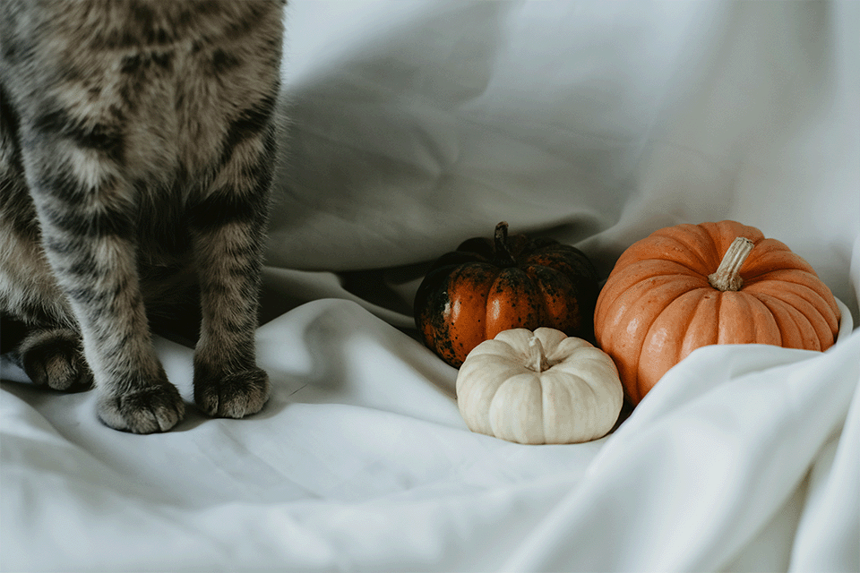 How To Have a Spooky Night In With Your Cat