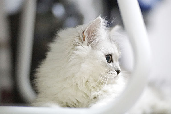 Cat Facts - How Many Do You Know?