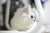Cat Facts - How Many Do You Know?