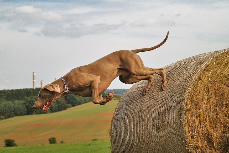 10 of the Most Headstrong Dog Breeds