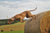 10 of the Most Headstrong Dog Breeds