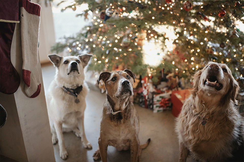 Holiday Safety Tips for You and Your Dog