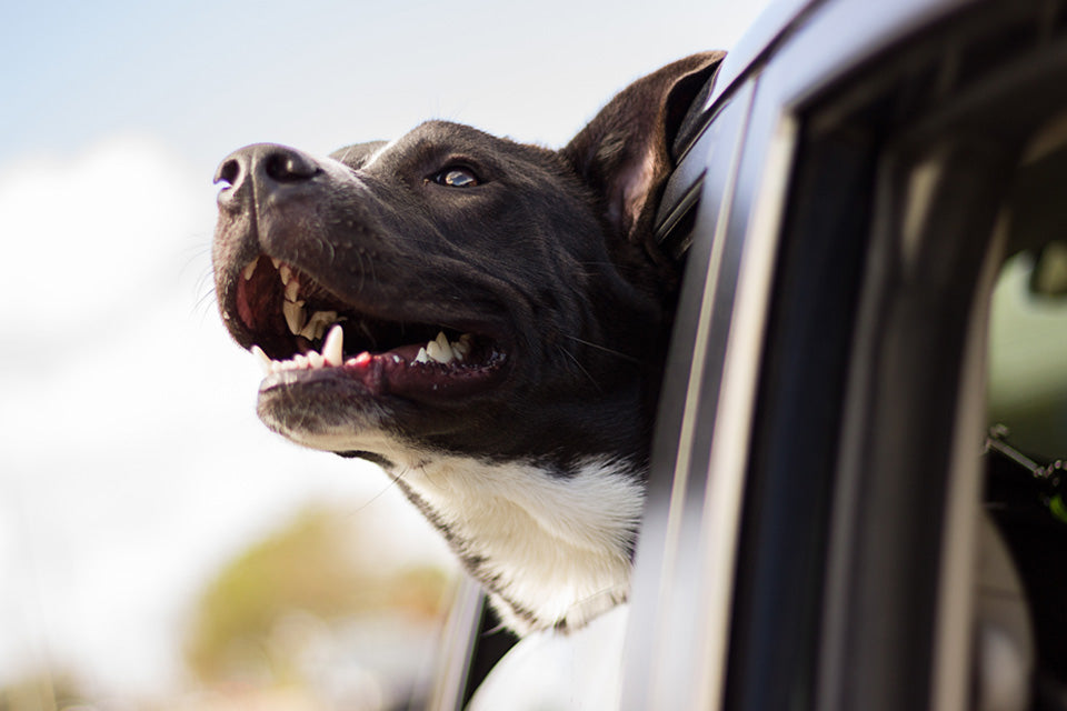 Holiday Travel With Your Dog