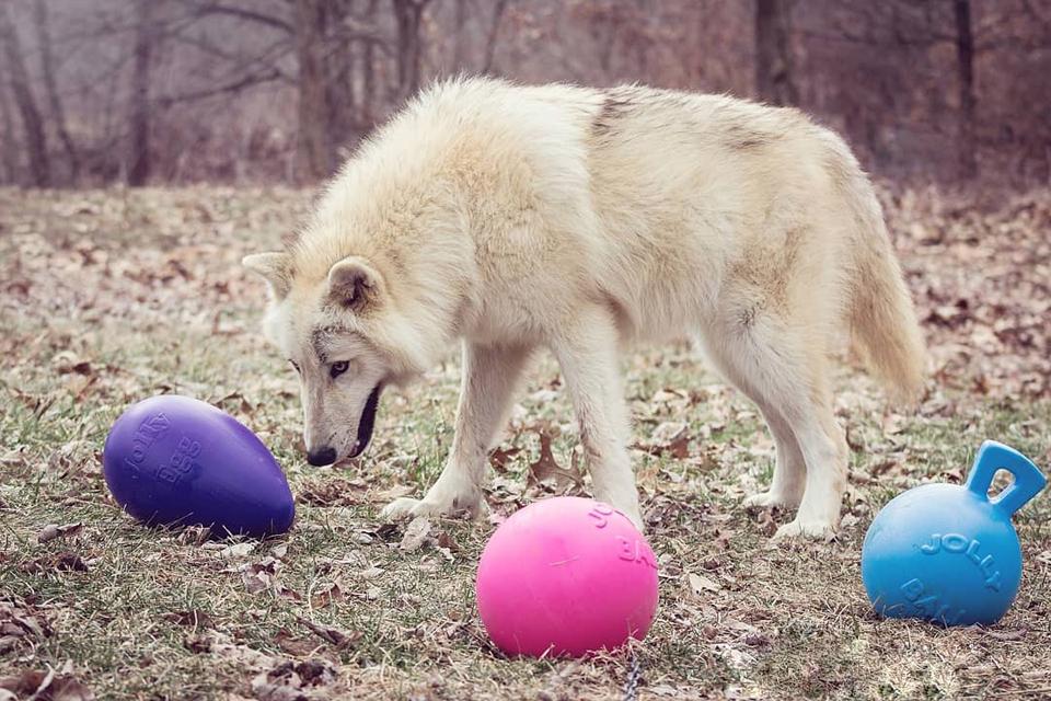 How to Pick the Perfect Dog Toy