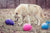 How to Pick the Perfect Dog Toy