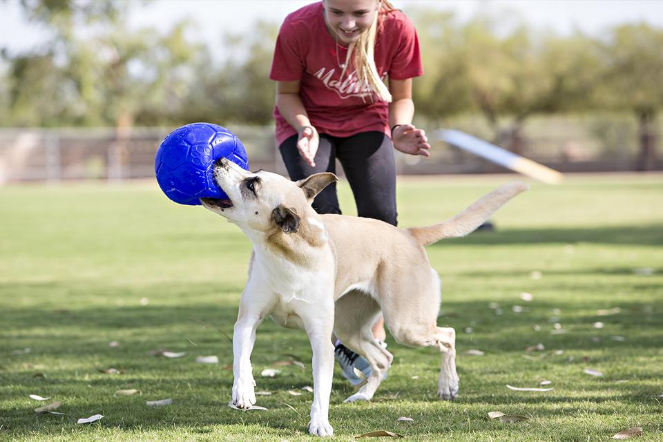 How to Teach Your Dog to Play with Toys