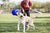 How to Teach Your Dog to Play with Toys