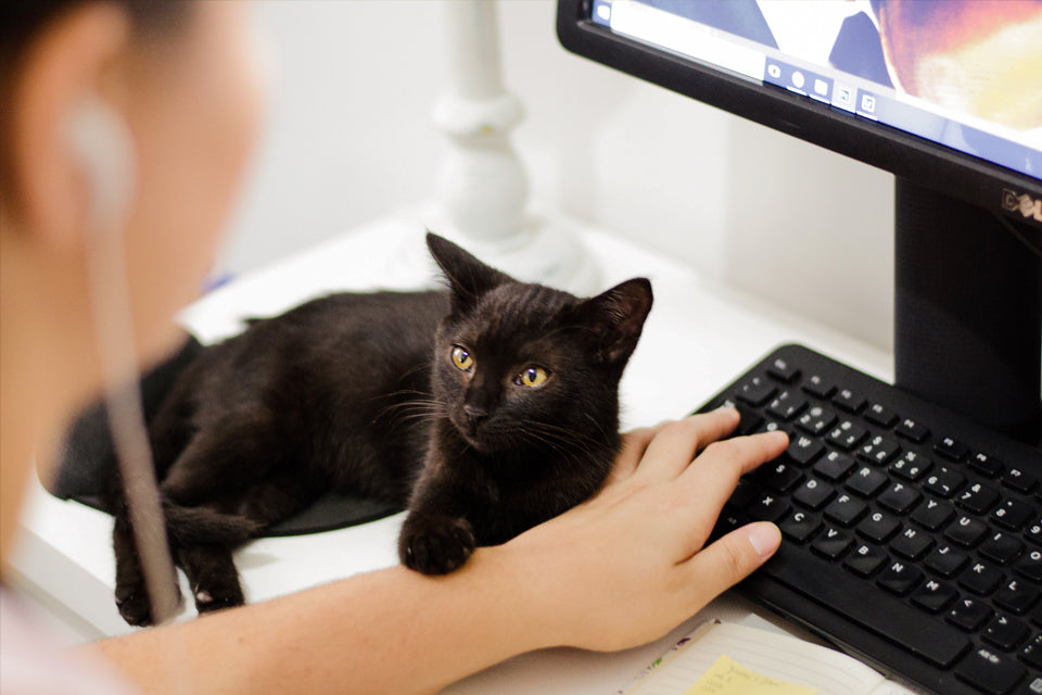 Cat online at work
