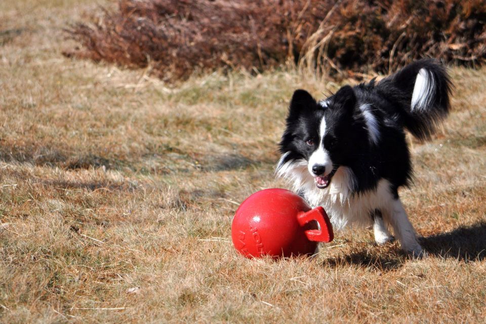 The Importance of Dog Enrichment