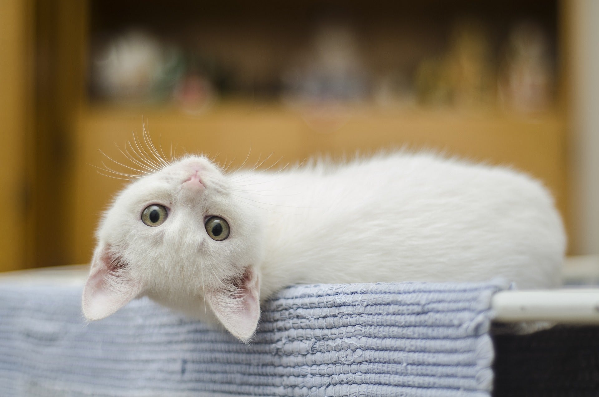 5 Things to Consider Before Bringing Home a New Cat