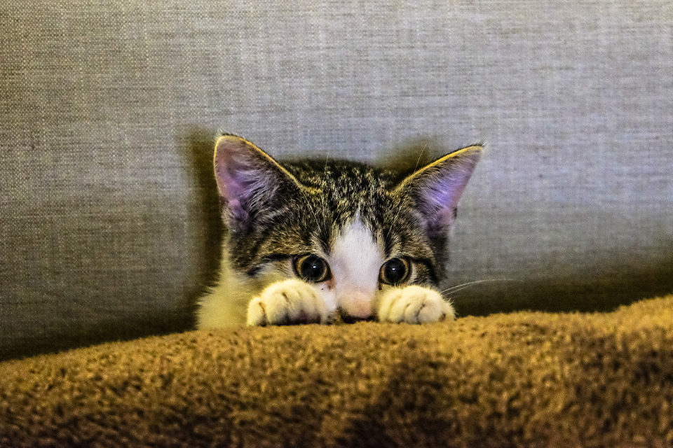 5 Amazing Tips To Distract Your Pets from Thunderstorms