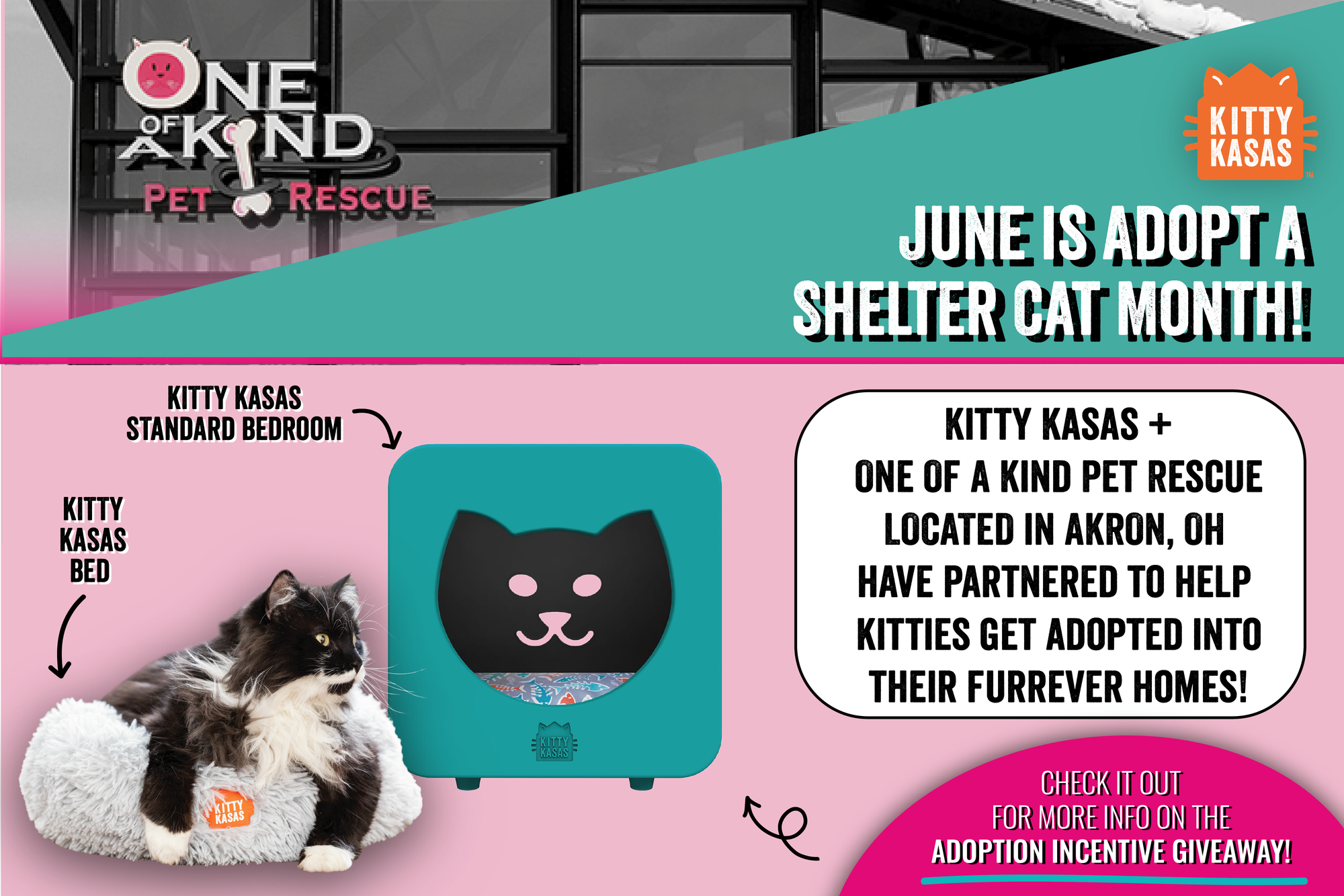 Adopt A Shelter Cat Month with One Of A Kind Pet Rescue