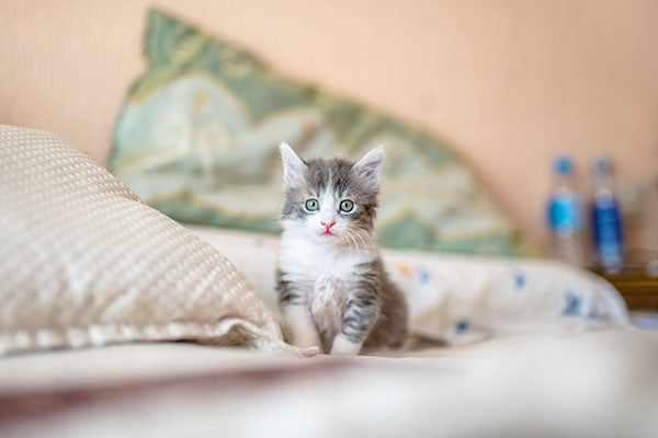 What's in a Cat Name?
