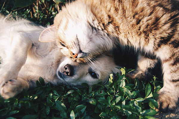 The Truth About Cats and Dogs
