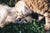 The Truth About Cats and Dogs