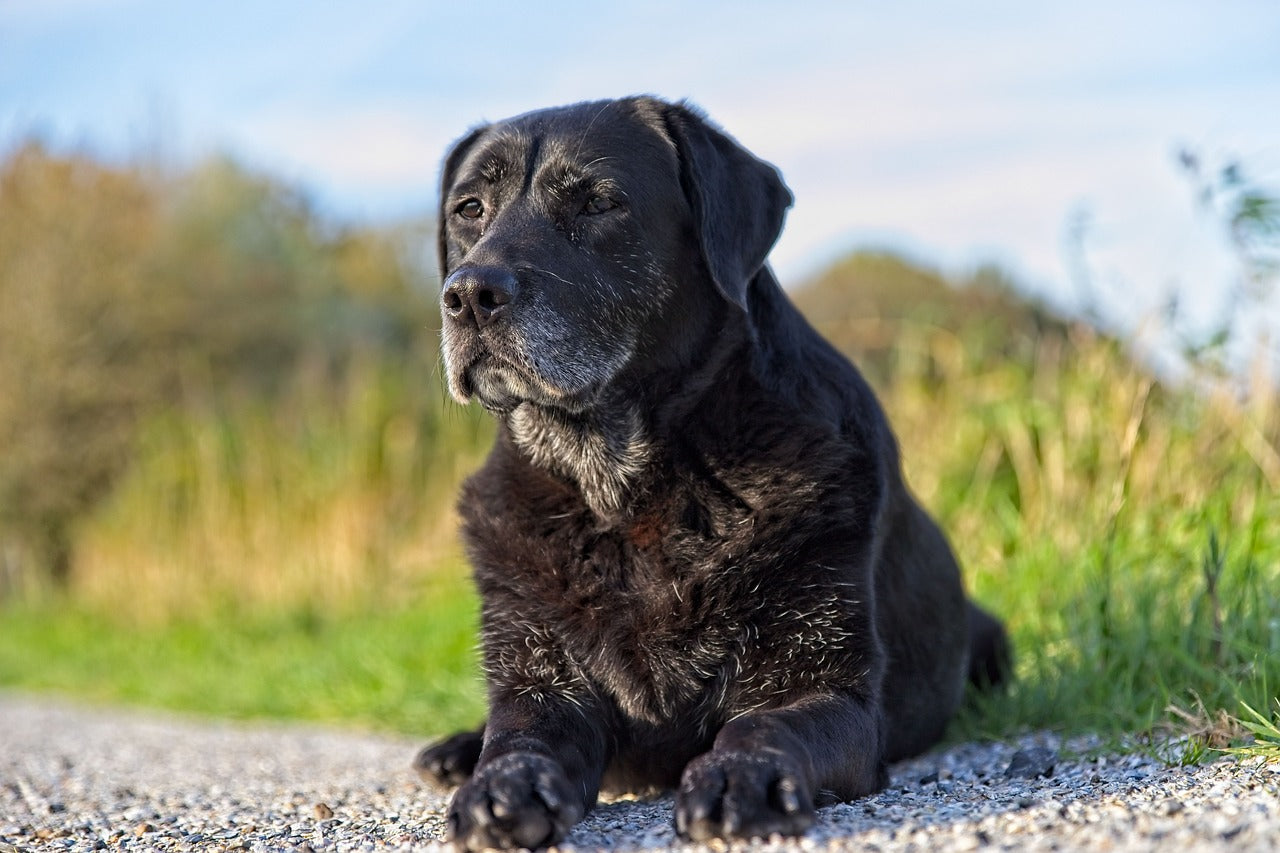 5 Essential Tips for Caring for Your Senior Pet