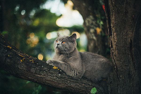 Self-Reliant but Social: Tips for Keeping Your Cat Healthy