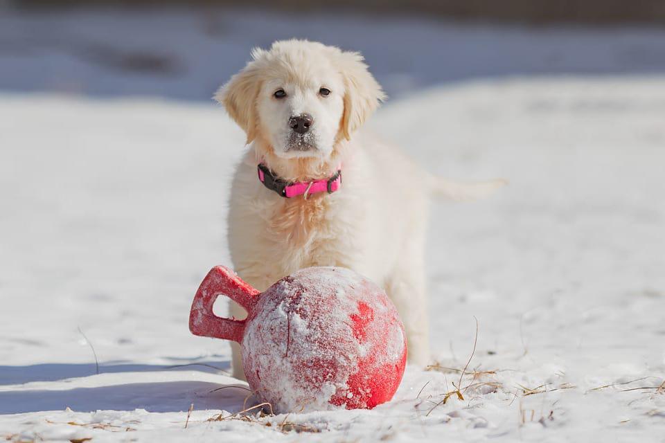 Most Popular Puppy Names of 2014