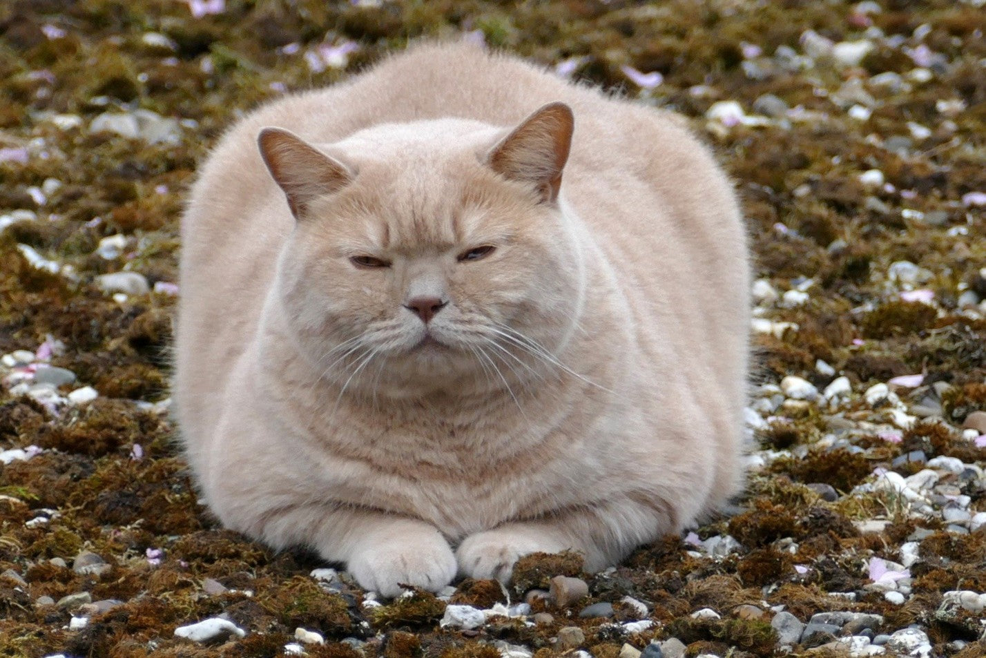 Полные кошки фото Полные кошки фото