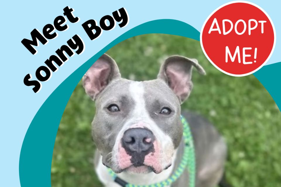 New Year, New Homes: Jolly Pets, Barker Beds & Barn Dog Partner to Spotlight Adoptable Dogs from Shelters Every Month