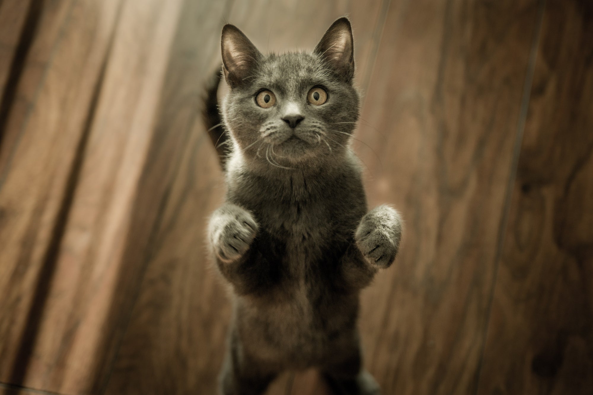 a grey kitten standing on its hind legs