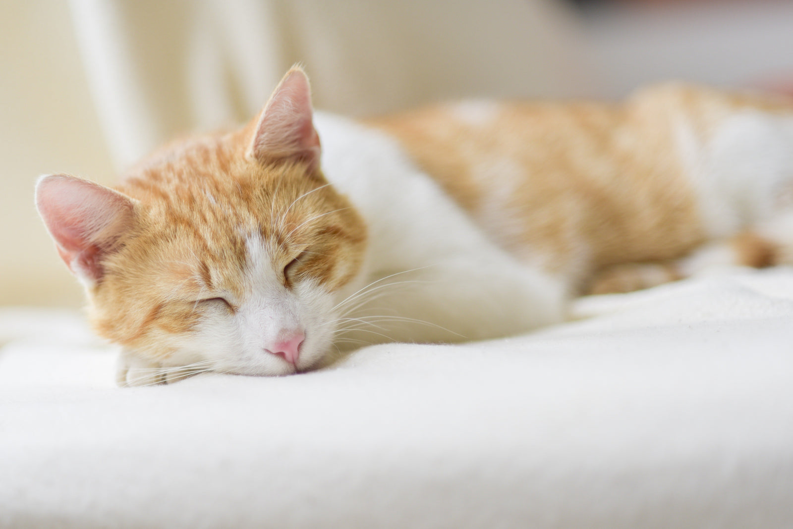 Common Diseases in Cats