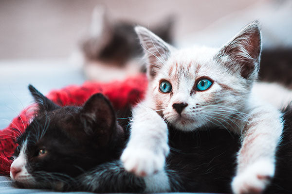 Crazy Stories of Cats in the News