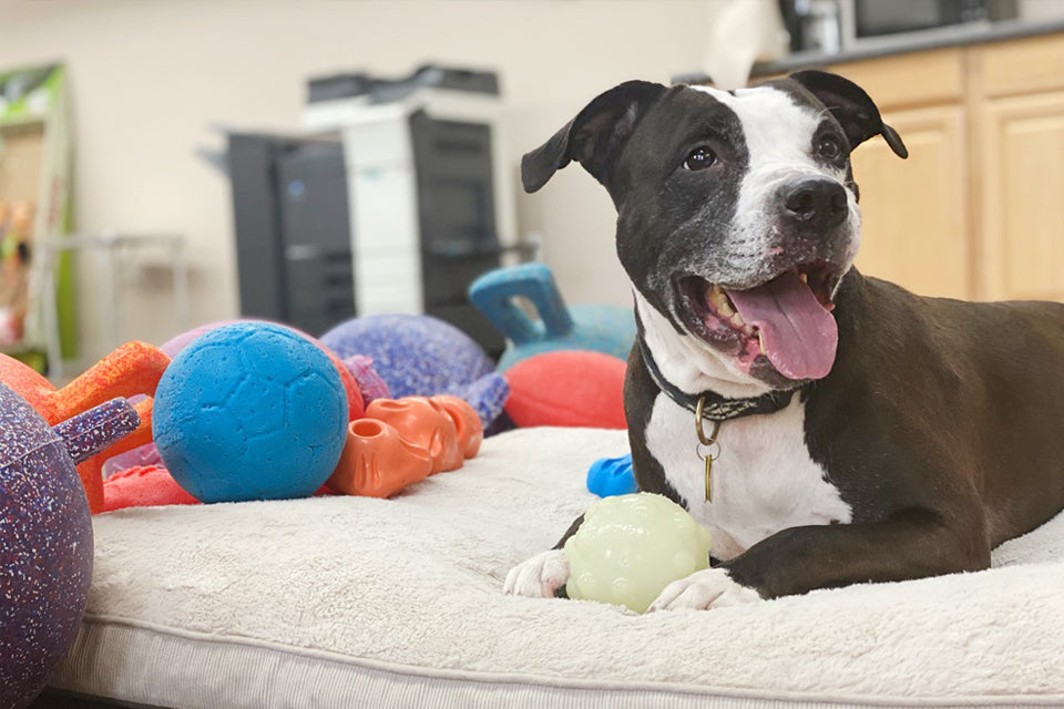 Why Take Your Dog to Work Day Should be Everyday!