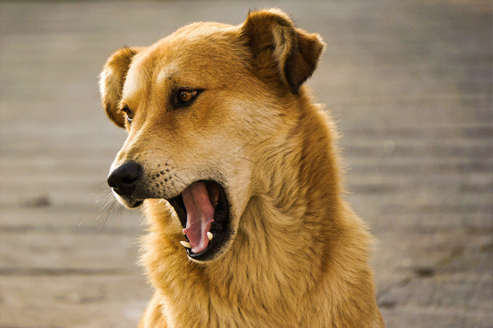 Saving Your Pet With CPR