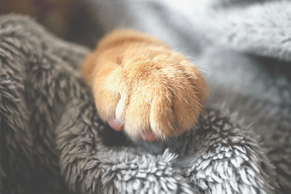 Animal Heroes; Tales of Heroic Rescue Kitties