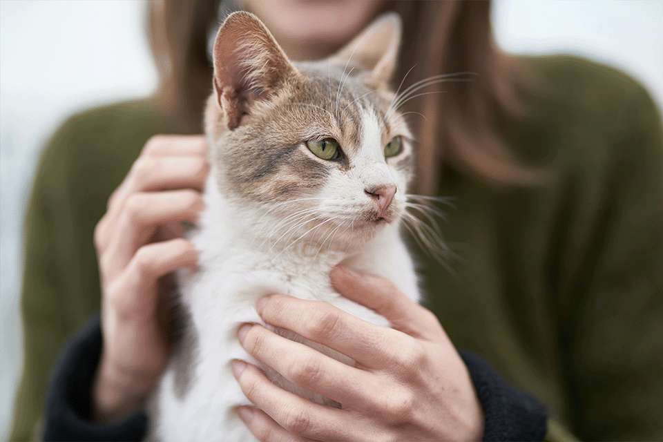 Why Your Next Cat Should Be a Senior Cat