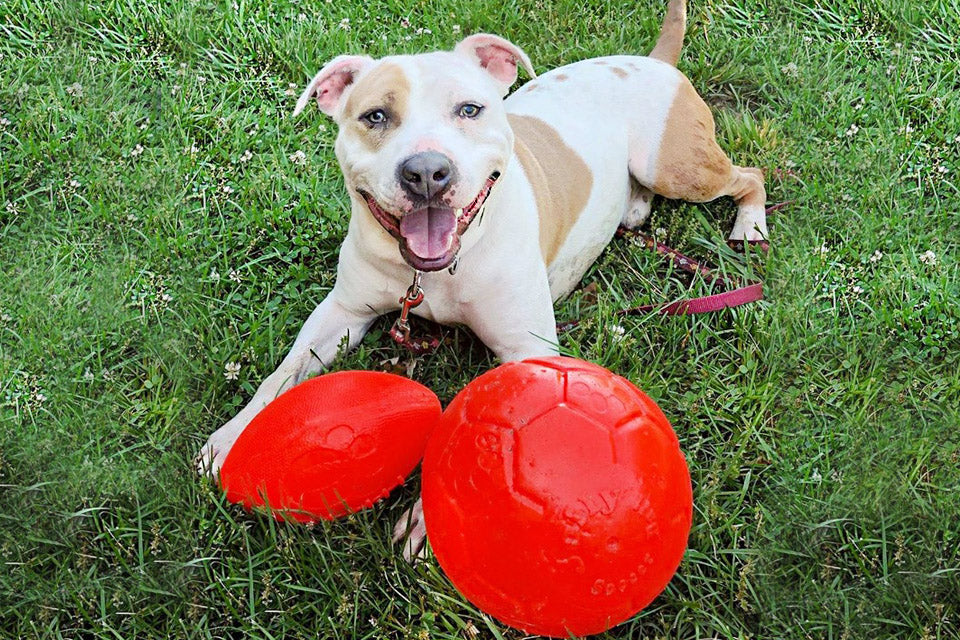 Shelter Showcase: Homeward Bound Pet Adoption Center