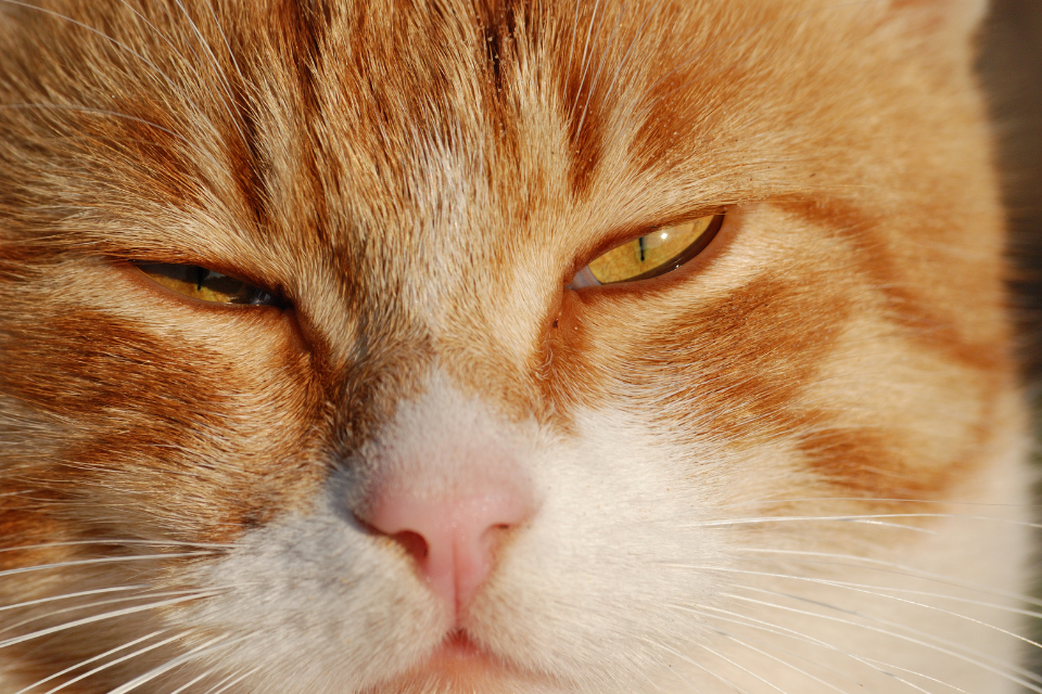 Slow Blinking in Cats: Sign of Affection or Cause for Concern?