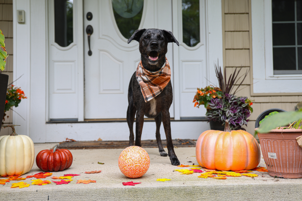 The Best Spooktacular Toys for Your Pup