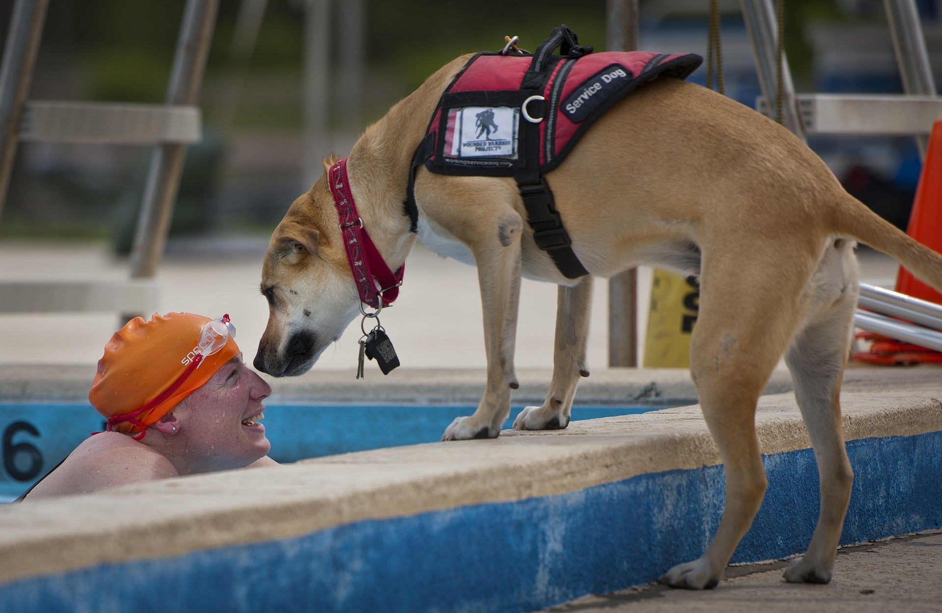 Becoming a Therapy Dog