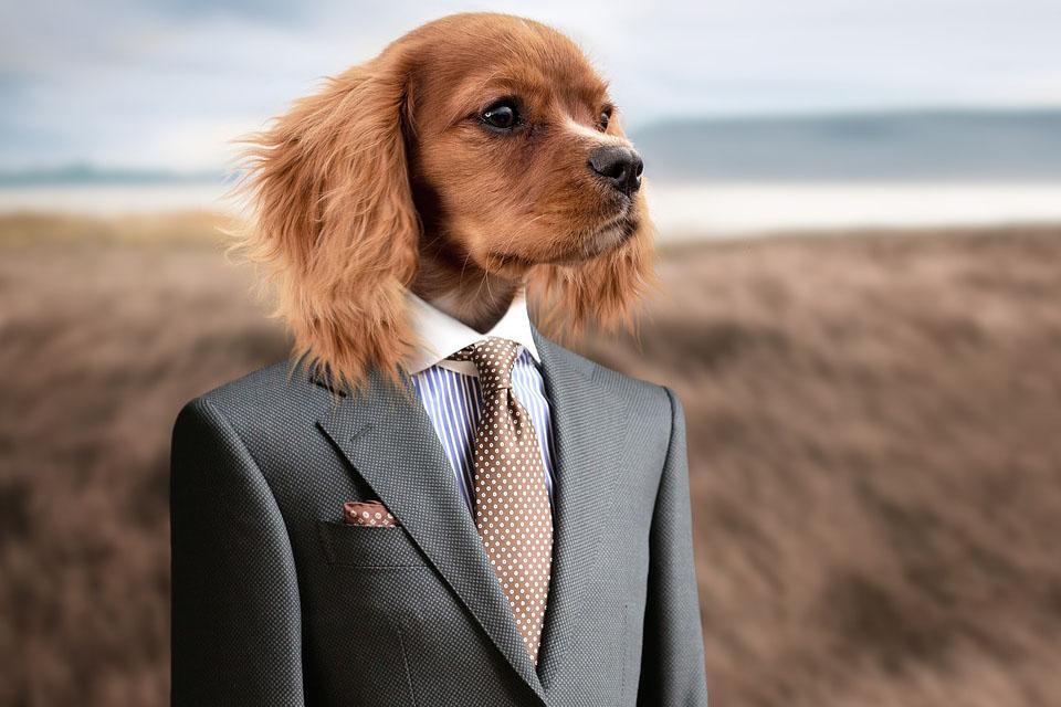 Talking Shop with Jolly Pets Owner