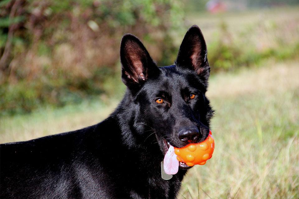 Top 7 Misunderstood Dogs and Why Perceptions Need to Be Changed