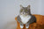Cats Behaving Badly