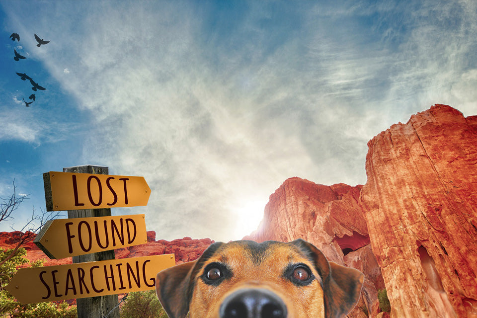 World's Cutest Lost & Found Service