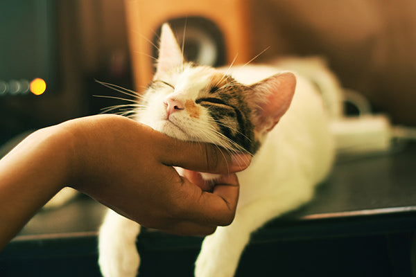 Tips for Traveling with Cats