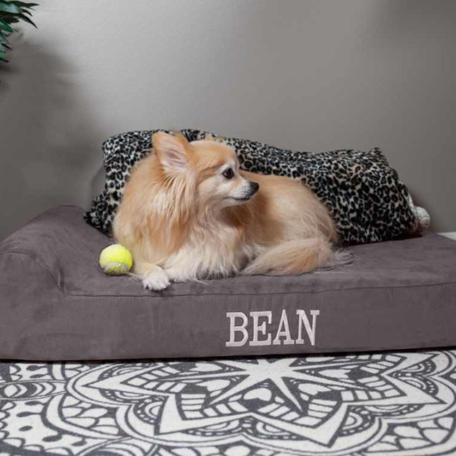 4" Orthopedic Dog Beds