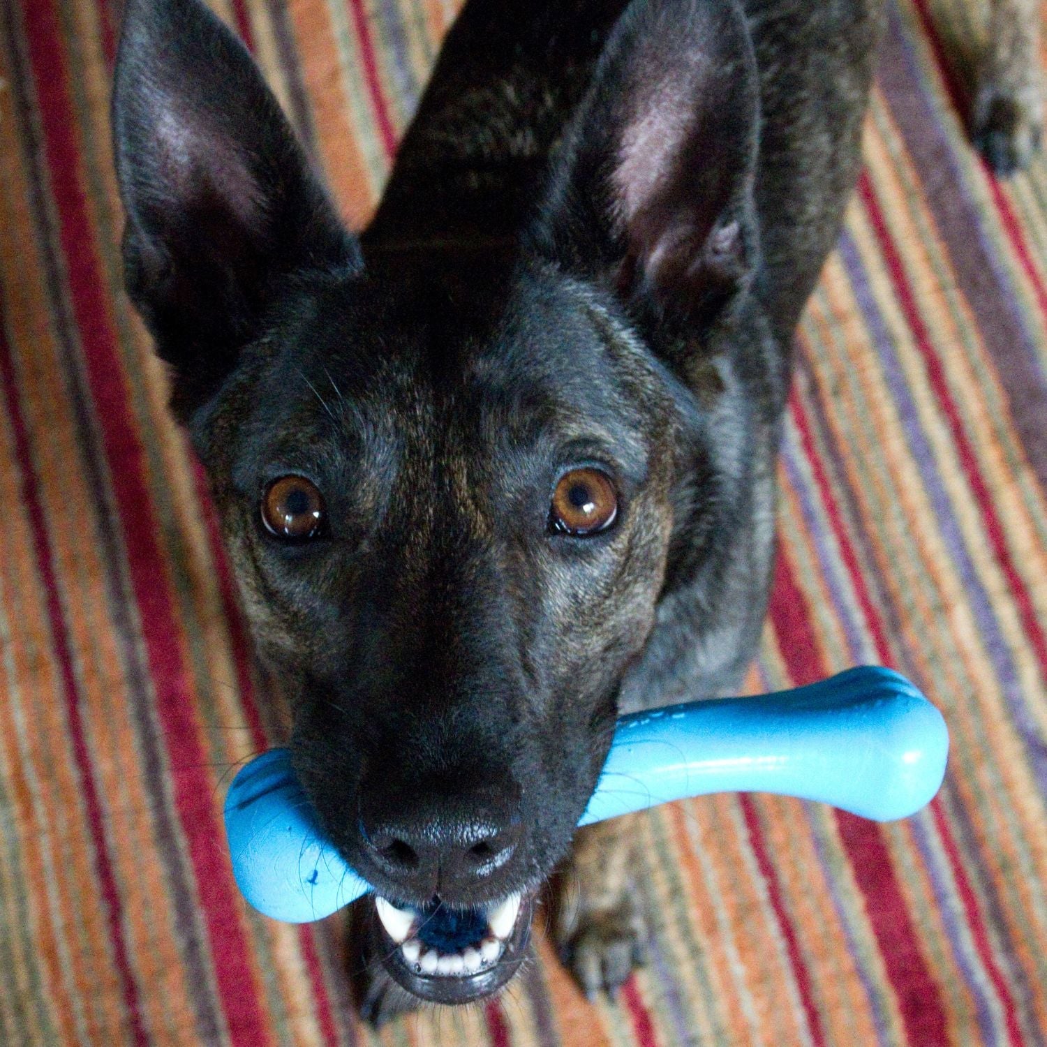 Guaranteed Chew Toys