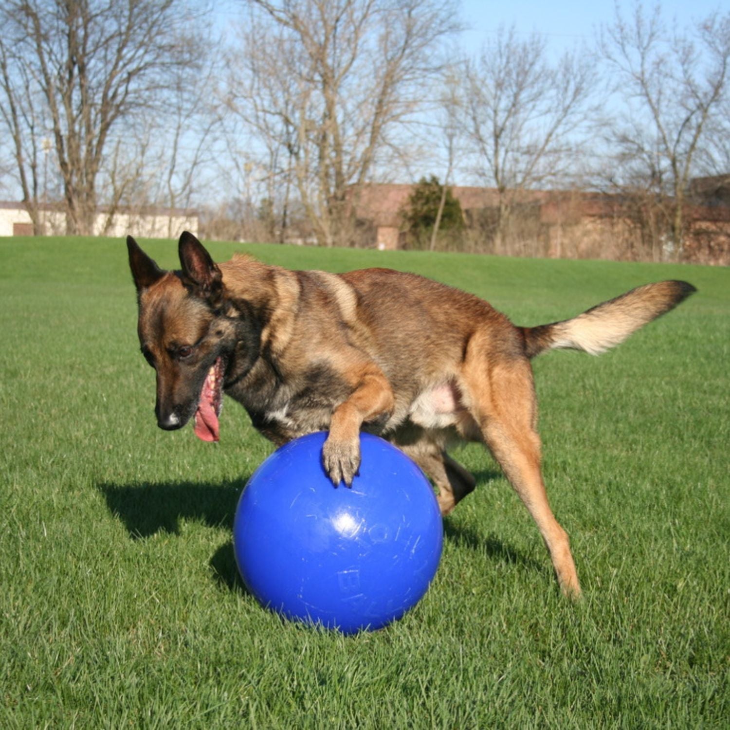 Chase/Herding Toys