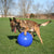 Chase/Herding Toys