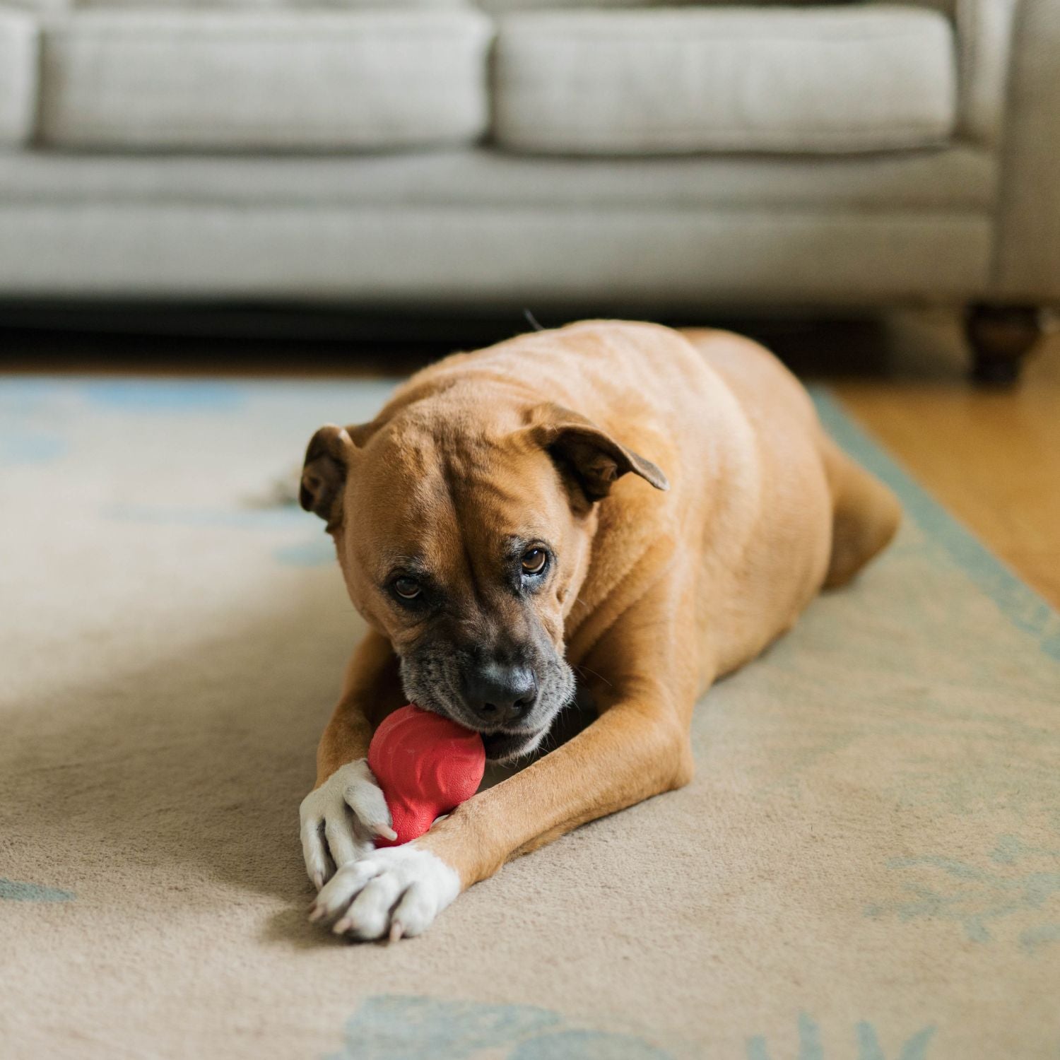 Destructive With Toys