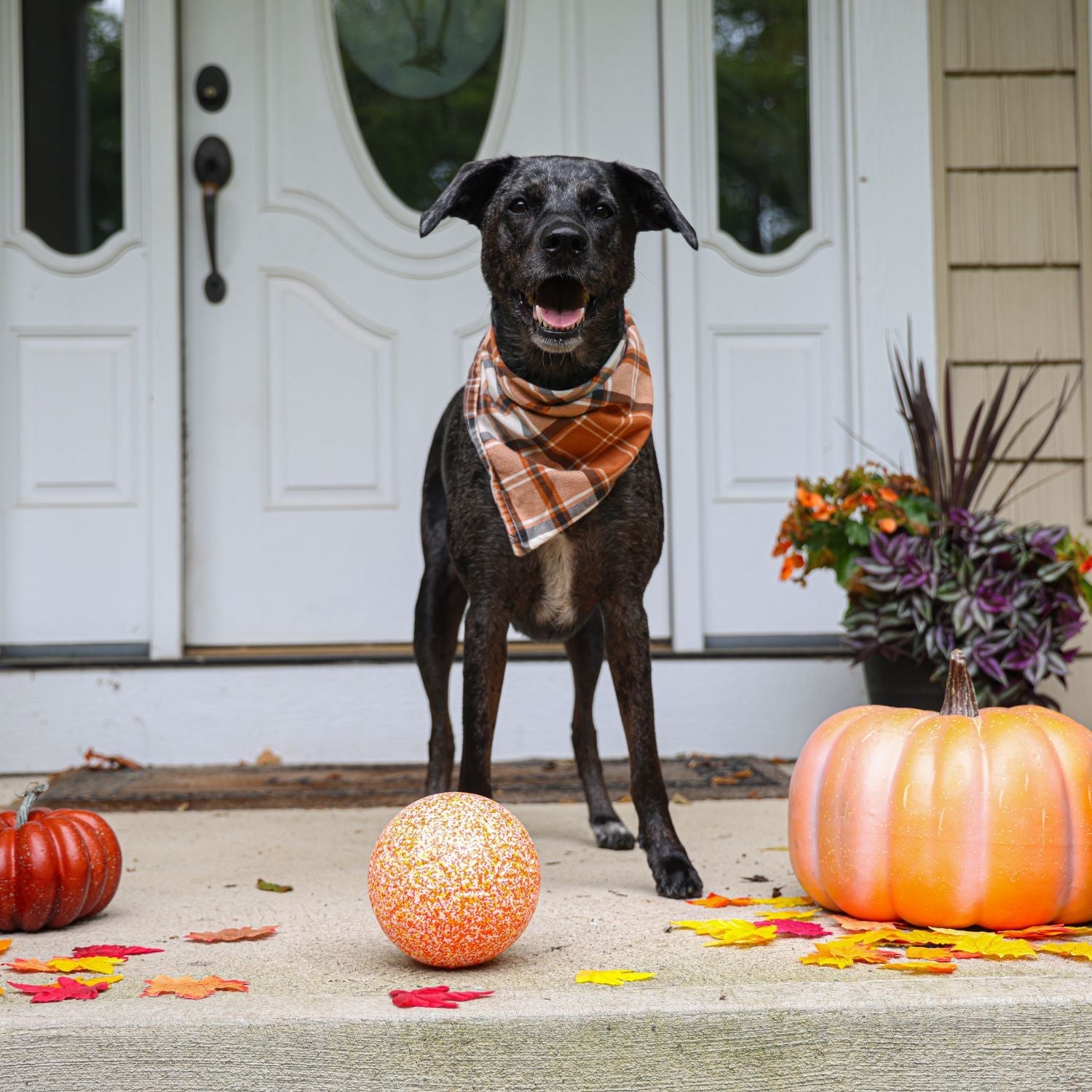 Halloween Collection