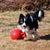 Signature Jolly Balls®